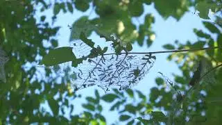 Fall webworm?