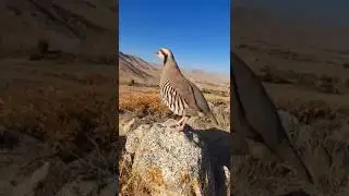 Chukar Partridge Singing on a Rocky Mountain #partridge #chukar #wildlife #birds #nature