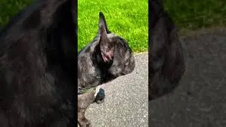 Luna Frenchie barking! #shorts