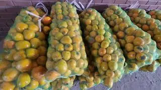 xurmo mevasini quritish yo'li videoga bitta like bosamiz 🍊