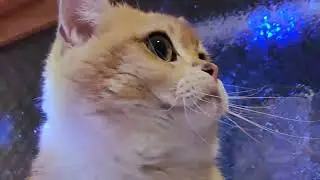 【LOVELY CATS DAILY 2025.7.24】Lofoo & Goldion Presents - Meow Party | CHUBBY MEOW SPACE | 的士高之夜