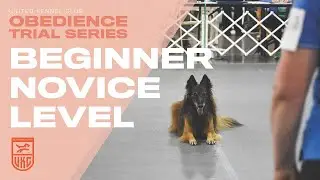 Курсы UKC Obedience: дрессировка собаки для новичков | United Kennel Club