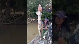 #shortvideo