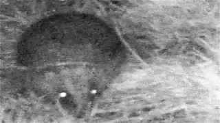 Hedgehog