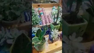 #cactus#Chennaimarinamall#miniplant#miniature #toys #plants #cuteplant#minitoys #umashome