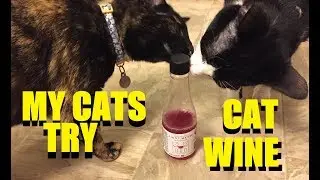 My Cats Try Cat Wine! | Pinot Meow®