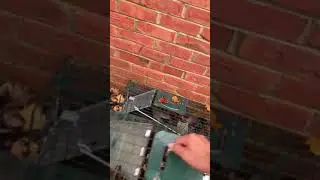 Squirrel Trapping