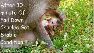 30Minute After Fall Down  Poor Baby Charlee Back Stable Condition | Mom Sorry By grooming With Nurse