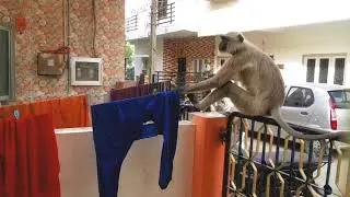 Indian silver Langur monkey relaxing near my home, grey bandar, vandaro video 2019