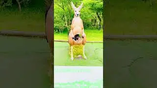 Indians in Japan 🇮🇳🇯🇵 | Travel, Family & Daily Life Vlogs
