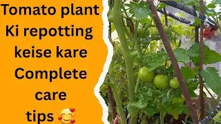 Tomato plant ki repotting keise kare complete care tips. 