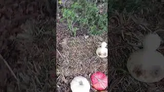 Scary Pumpkin in the farm. #YouTube channel,#Subscribe,#Content creator,#Video content,