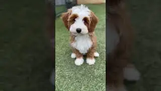 Autumn - Mini Bernedoodle