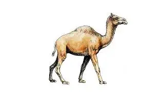 Camelops Sounds