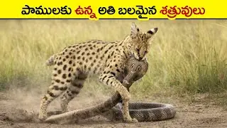 Strongest enemies of snakes | most dangerous snakes | predator of snakes | animal facts in Telugu