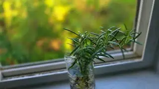 The clever method for propagating Rosemary from cuttings in water for endless growth at home