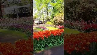#netherlands #tulipgarden #tulip #euro2024 #europetravel #youtubeshorts #shorts #trending