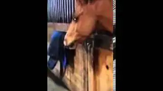 Pony Nickering