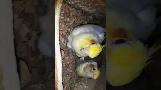 Fast-Growing Chicks: Cockatiels, Love Birds, and Java Finches in Our Thriving Avian Family! 🐣🐦