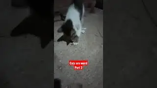 Cats are WEIRD Part 3 - Cat vs Hole #cats #pets #shorts