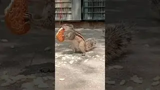 Cute little squirrel #cartoon #shorts