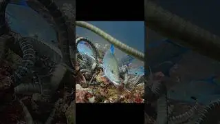 Погоди-ка, эта змея только что объединилась с рыбой?! #видео #дикая природа #животные #шорты