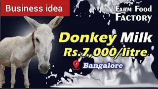 Donkey milk dairy #how to earn money #business idea #fund formula #gadhe ka dudh business  kaise kar