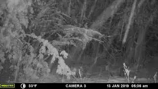 Red Foxes Mating in Snowstorm