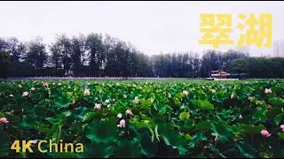 Walking in the Rain, Lotus in full bloom in Green lake park,. (Kunming,Yunnan,China)/昆明翠湖公园荷花雨中盛开-4K