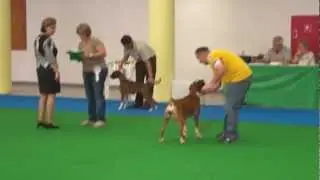 Ch Faerdorn Loves to dance - Winner of best female boxer in breed. FCI show May 2012