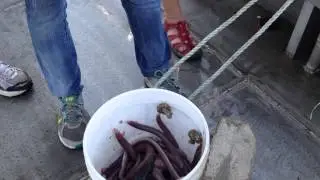 Opening a hagfish trap