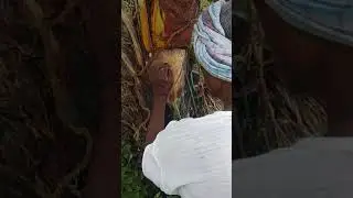 Traditional method for Neera collecting from Palm Tree.(part-2)