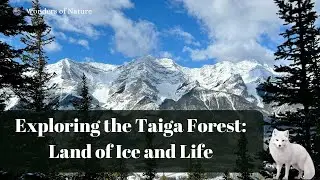 Exploring the Taiga Forest: Land of Ice and Life