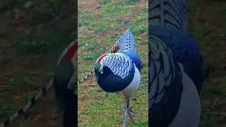 Beautiful Colours Birds in nature