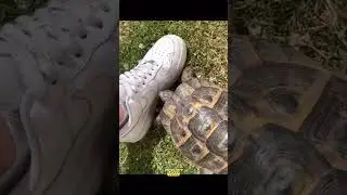 Bro hates plastic #savage #replies #comments #savagecomments #reels#savagereplies #animal #tortoise