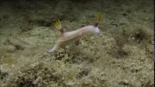 ゾウゲイロウミウシ