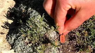 Minute Out In It: Sentry Milkvetch Monitoring