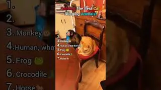 Ranking The Cutest Cat Behavior!