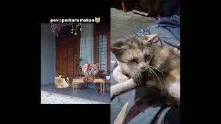 di belang nih yang lagi diet #dont_forget_to_like_and_subscribe #cat #kucinganggoralucudanimut