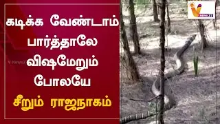 கடிக்க வேண்டாம் பார்த்தாலே விஷமேறும் போலயே.. சீறும் ராஜநாகம்
