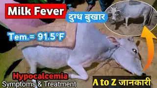 What is Milk Fever/Hypocalcemia/Milk fever in Cow/symptoms and treatment/#milkfeverincow 
