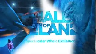 Welcome to Whales of Iceland