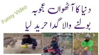 Talking Donkey | Funny Video | my view Ali | #khizeromer