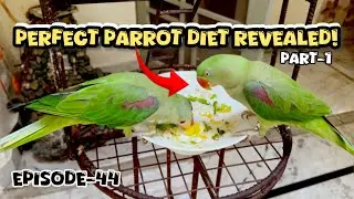 Balanced Diet For Parrots | Parrot Health Tips | Parrot Care Series Part 1 | 
