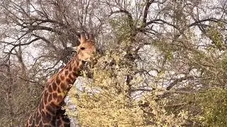 🇿🇦 Kruger NP - 🦒🐘🦓
