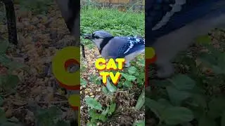 Relax your Cat with Stimulating Nature Videos! Beautiful Birds for Cats to Watch