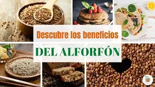 EL ALFORFÓN o TRIGO SARRACENO: 11 Beneficios por sus Propiedades