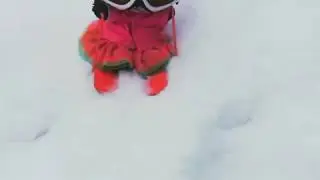 Skiing Panda - Pamporovo - Bulgaria