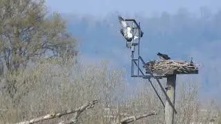 33(11) and his large catch