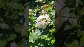 Beautiful Earth Angel Rose #shorts #short #shortvideo